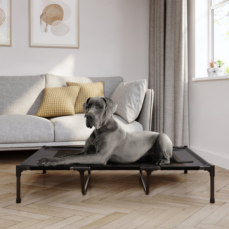 Elevated cot hotsell dog bed